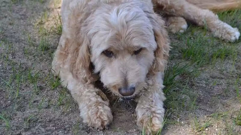 The Puppy Playground - Galesburg,