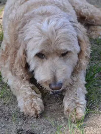 The Puppy Playground - Galesburg,