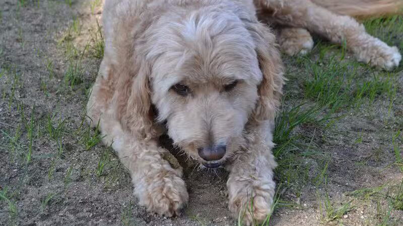 The Puppy Playground - Galesburg,