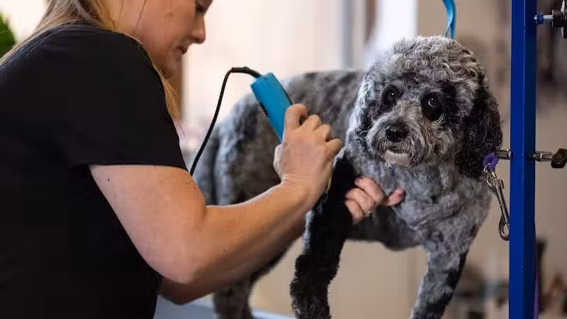 The Puppy Playground - Galesburg,