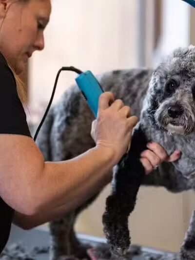 The Puppy Playground - Galesburg,