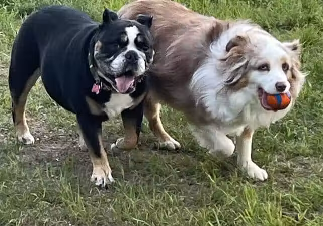 The Puppy Playground - Galesburg,