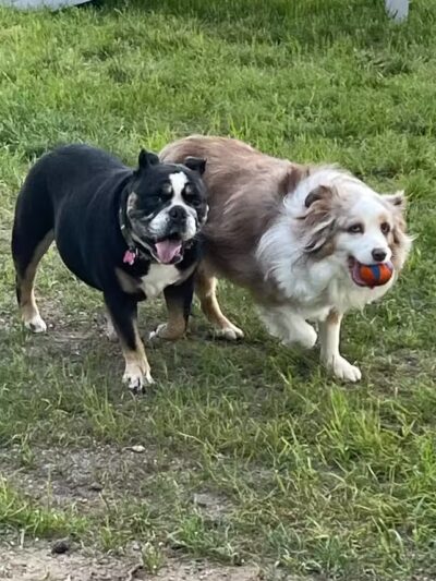 The Puppy Playground - Galesburg,