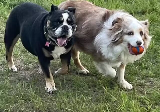 The Puppy Playground - Galesburg,