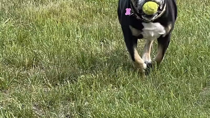 The Puppy Playground - Galesburg,