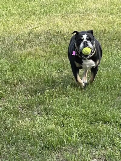 The Puppy Playground - Galesburg,
