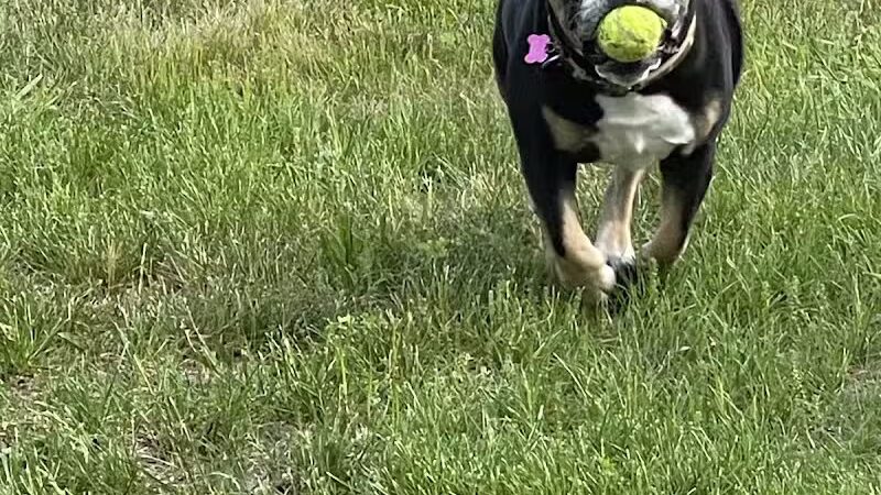 The Puppy Playground - Galesburg,
