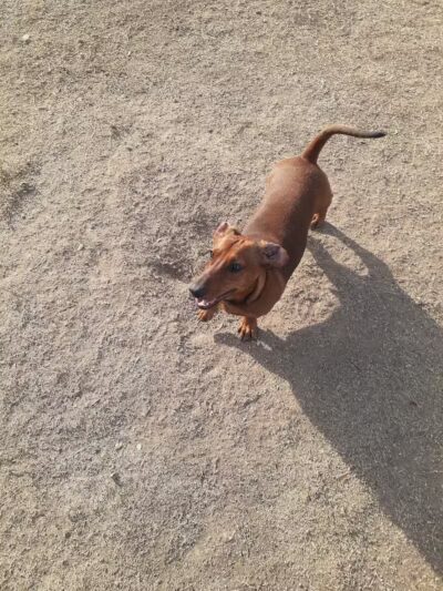 Garden City Dog Park - Garden City,