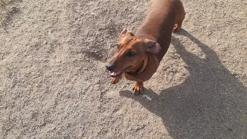 Garden City Dog Park - Garden City,