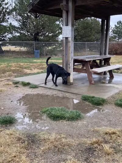 Garden City Dog Park - Garden City,