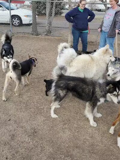 Garden City Dog Park - Garden City,