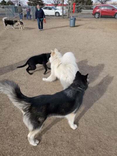 Garden City Dog Park - Garden City,