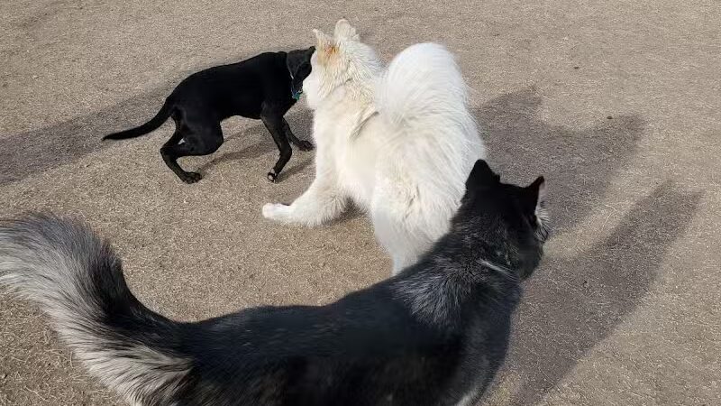 Garden City Dog Park - Garden City,