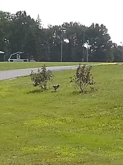 Garden City Parks - Garden City,