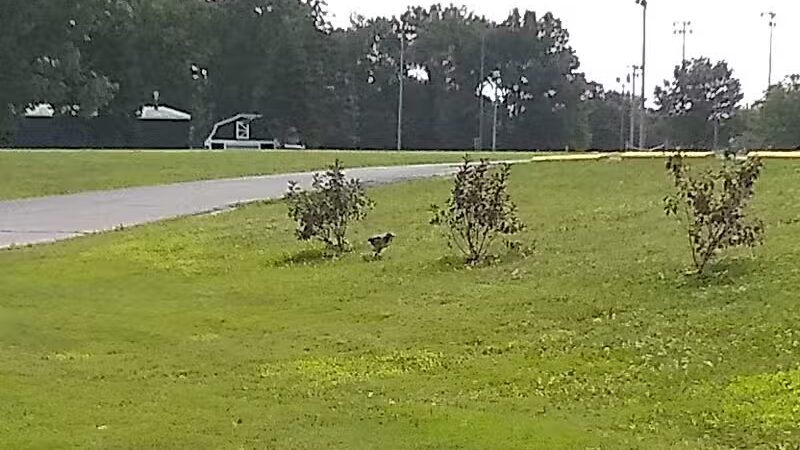 Garden City Parks - Garden City,