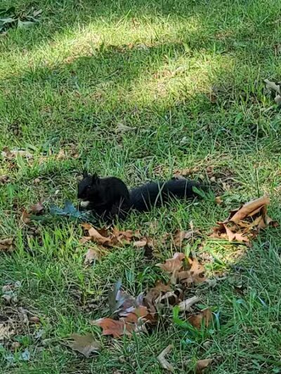 Garden City Parks - Garden City,