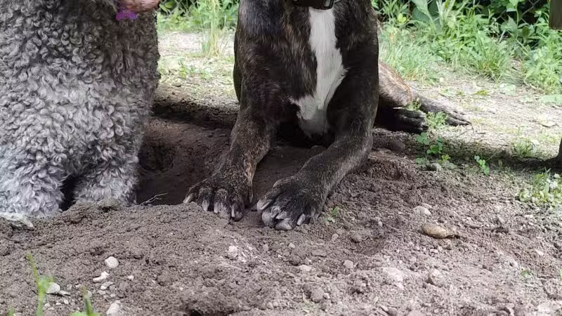 Gardiner Dog Park - Gardiner, ME