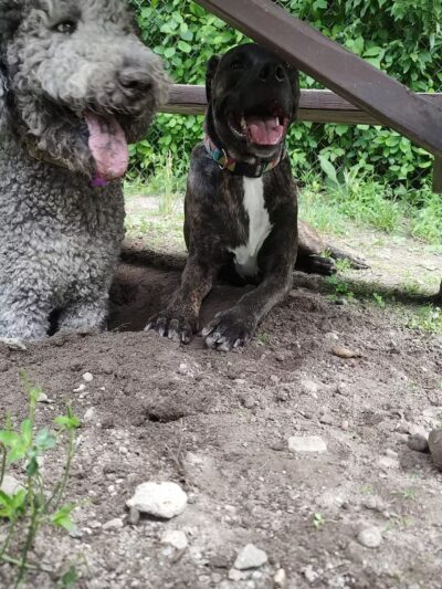 Gardiner Dog Park - Gardiner, ME