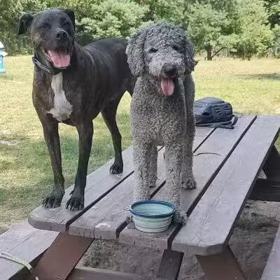 Gardiner Dog Park - Gardiner, ME