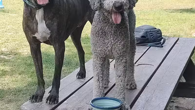 Gardiner Dog Park - Gardiner, ME