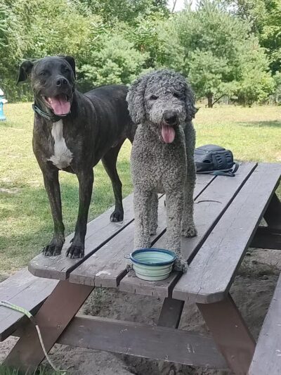 Gardiner Dog Park - Gardiner, ME