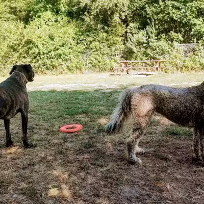 Gardiner Dog Park - Gardiner, ME