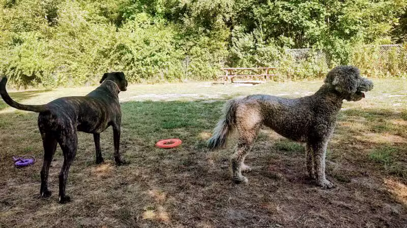 Gardiner Dog Park - Gardiner, ME