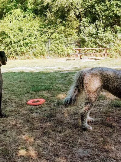 Gardiner Dog Park - Gardiner, ME