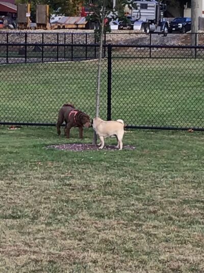Pulaski Playground & Dog Park - Gardner, MA