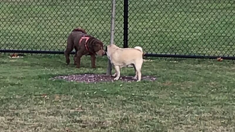 Pulaski Playground & Dog Park - Gardner, MA