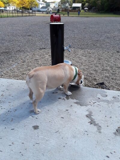 Pulaski Playground & Dog Park - Gardner, MA