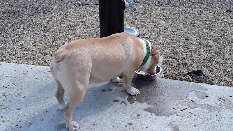 Pulaski Playground & Dog Park - Gardner, MA