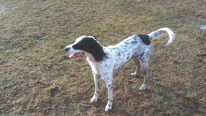 Pulaski Playground & Dog Park - Gardner, MA