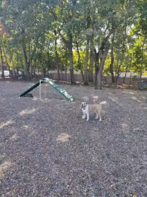 Garfield Dog Park - Garfield, NJ