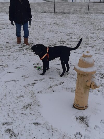 Dog Park - Garrett, IN