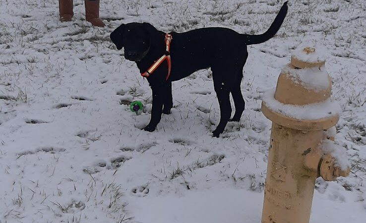 Dog Park - Garrett, IN