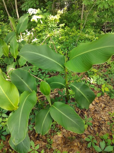 Heyward Community Park - Gaston, SC