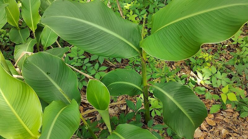 Heyward Community Park - Gaston, SC