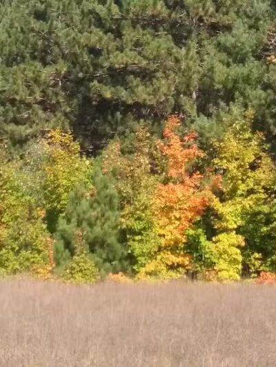 Doumas Park - Gaylord, MI