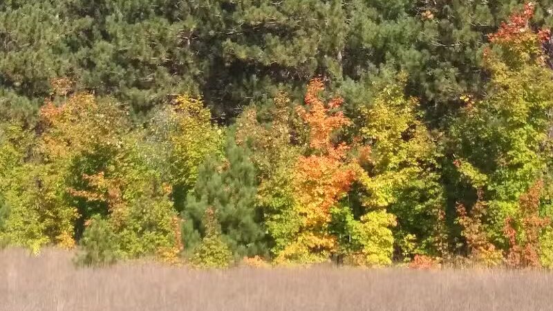 Doumas Park - Gaylord, MI