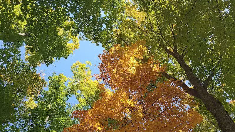 Doumas Park - Gaylord, MI