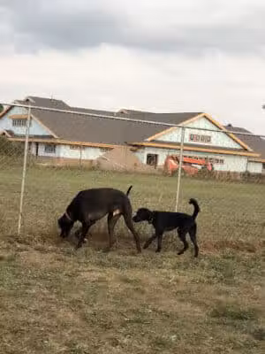 Otsego County Dog Park - Gaylord, MI