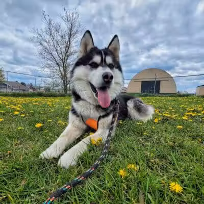 Otsego County Dog Park - Gaylord, MI