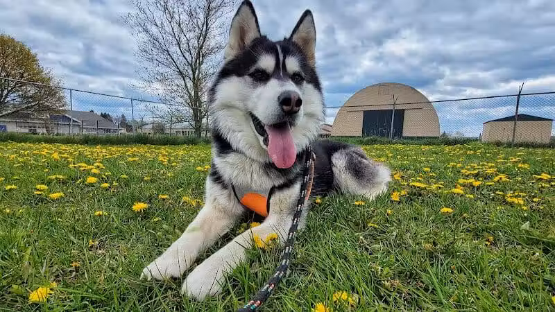 Otsego County Dog Park - Gaylord, MI