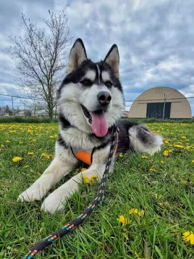 Otsego County Dog Park - Gaylord, MI