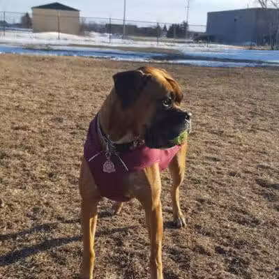 Otsego County Dog Park - Gaylord, MI