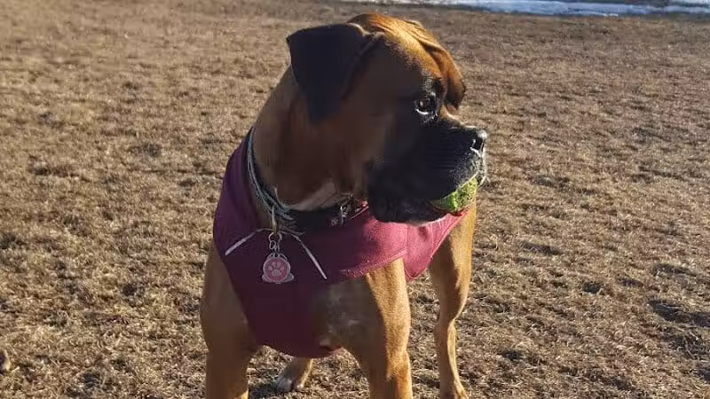 Otsego County Dog Park - Gaylord, MI