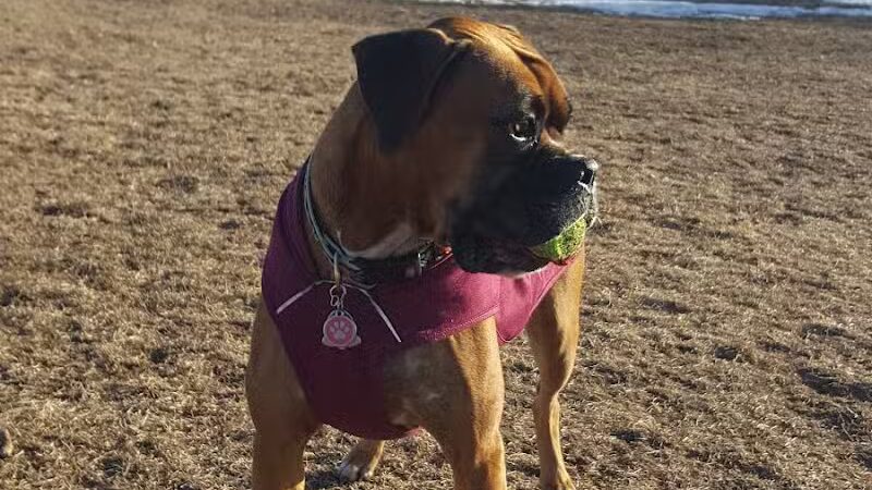 Otsego County Dog Park - Gaylord, MI