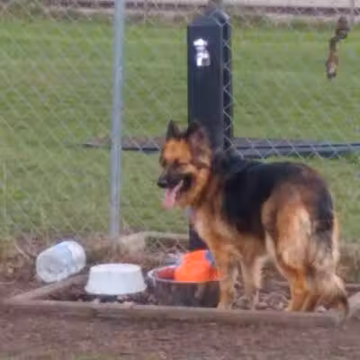 Otsego County Dog Park - Gaylord, MI