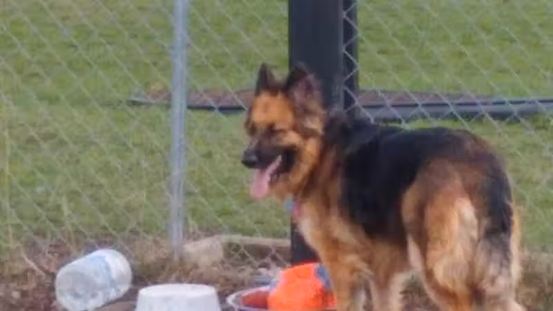 Otsego County Dog Park - Gaylord, MI